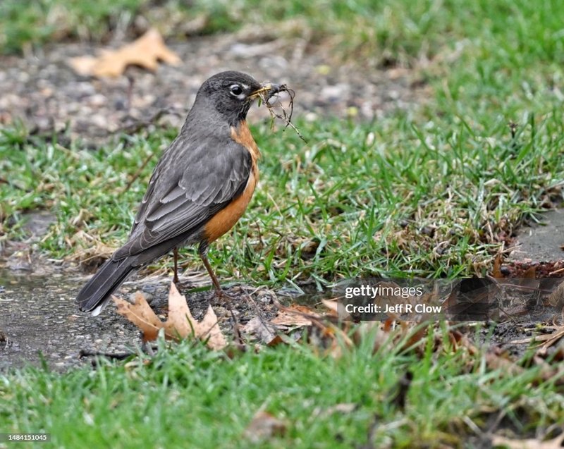 Experience Wildrobin Casino: Unlock Exclusive Bonuses and Slots Online